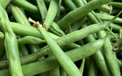 Les mongetes: un tresor culinari i tradicional