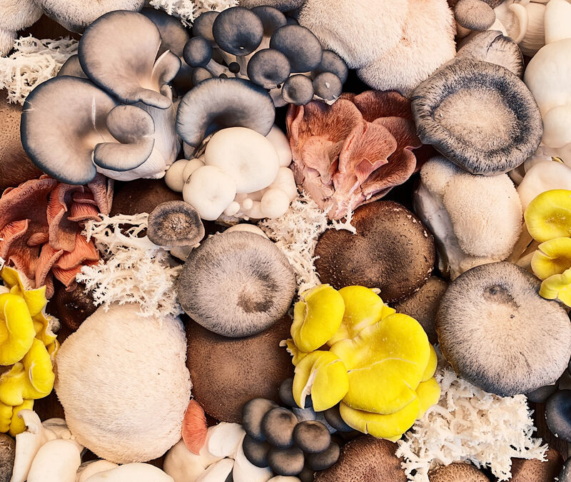 La Tardor al Plat: Bolets al Mercat i els seus Usos Culinaris Deliciosos