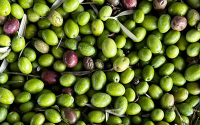 Les olives: un tresor rodó
