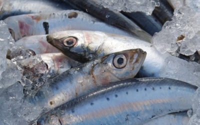 Peixos de gener a Catalunya